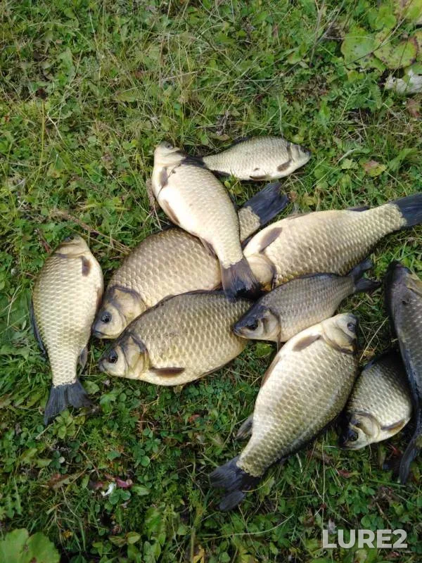 Crucian carp — Respublika Chuvashiya, Sep 17, 2019