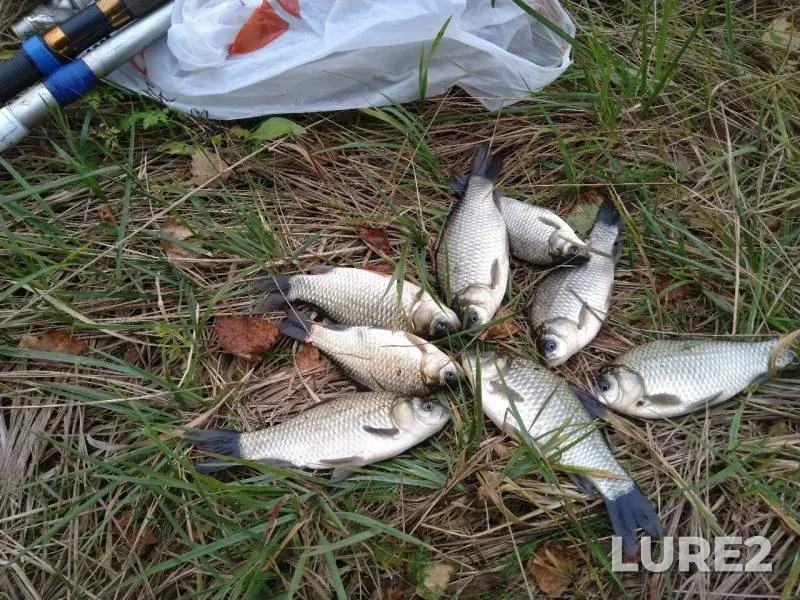 Crucian carp — Moskovskaya oblast, gorodskoy okrug Klin, Sep 27, 2019