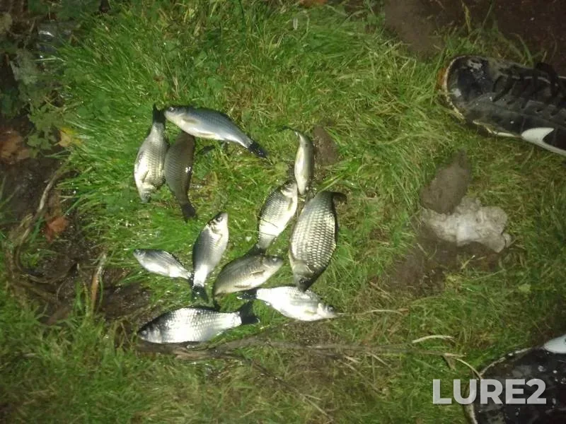 Bream, Crucian carp — Ryksha, Sep 29, 2019
