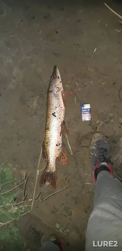 Pike — Irtysh, Sep 18, 2019