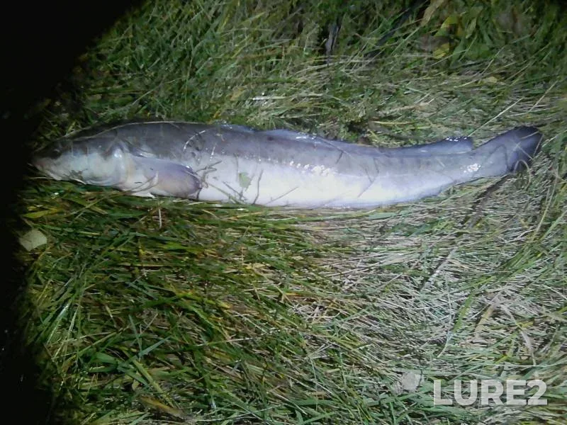 Burbot — Volga, Oct 22, 2019