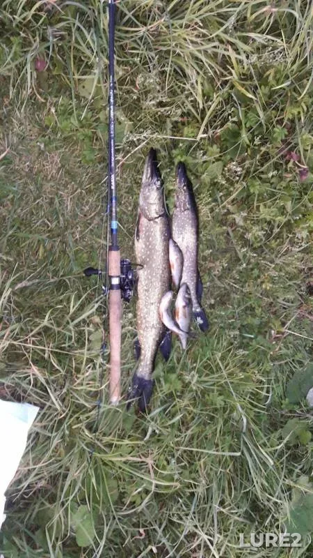 Perch, Pike — Kerd, Aug 18, 2019