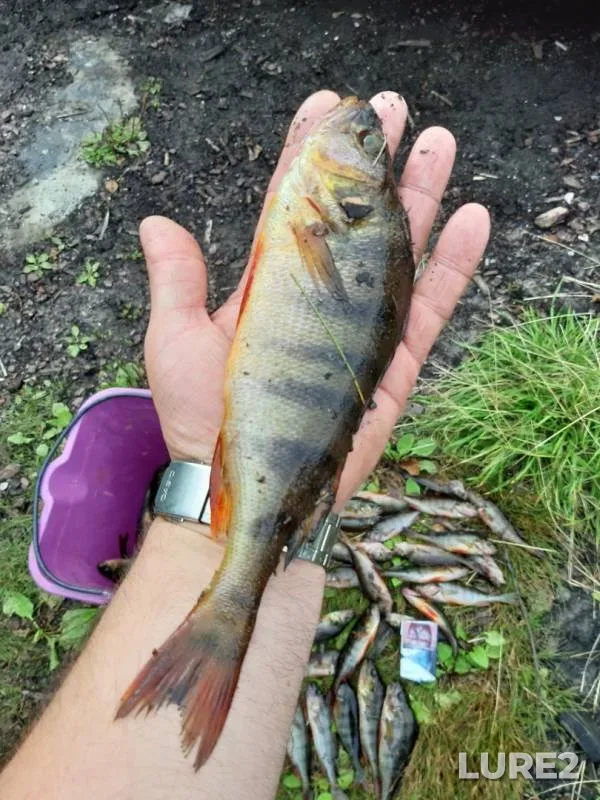 Perch — Velikoye, Aug 18, 2019