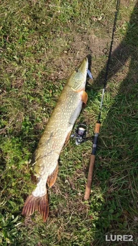 Pike — Tulskaya oblast, Aug 15, 2019
