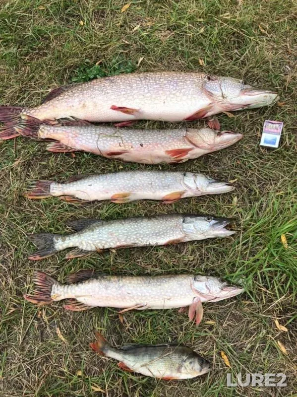 Perch, Pike — Irtysh, Sep 17, 2019