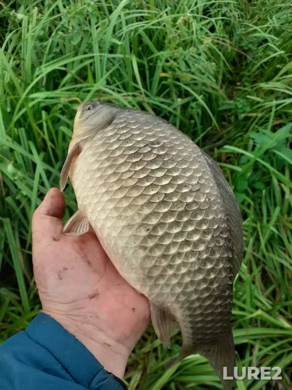 Crucian carp — Moskovskaya oblast, Sergiyevo-Posadskiy gorodskoy okrug, Aug 15, 2019