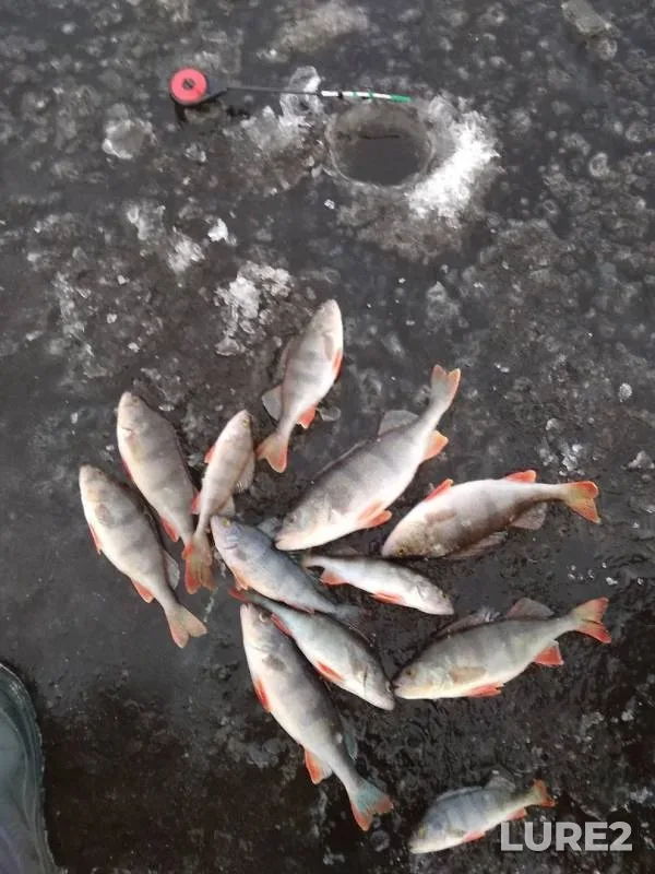 Perch — Volga, Nov 25, 2019