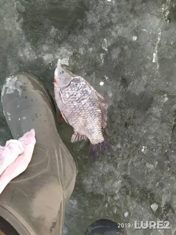 Crucian carp, Perch — Sredniy Anish, Nov 24, 2019