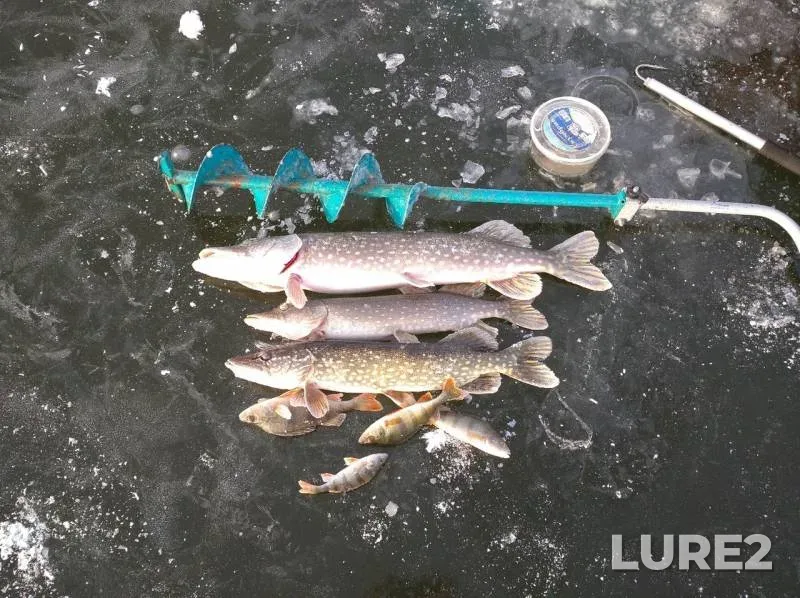 Perch, Pike — Sura, Nov 24, 2019