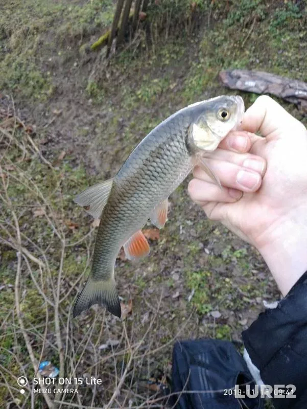 Chub — Morgaushka, Nov 15, 2019