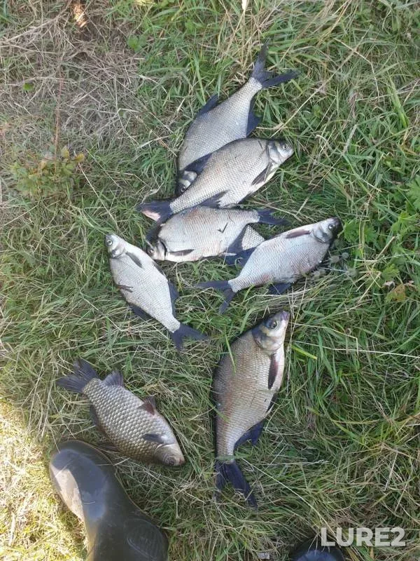 Bream, Crucian carp — Ryazanskaya oblast, Aug 25, 2019