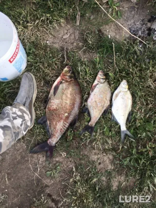 Bream, Pike — Oka, Aug 25, 2019