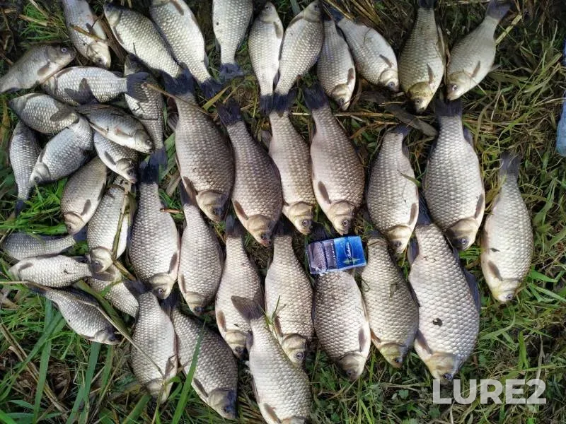 Crucian carp — Pra, Aug 26, 2019