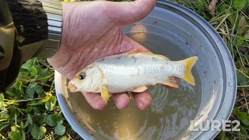 Bream, Crucian carp — Novomichurinskoye, Aug 28, 2019