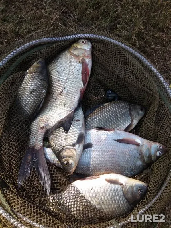 Bream, Crucian carp — Novomichurinskoye, Sep 01, 2019