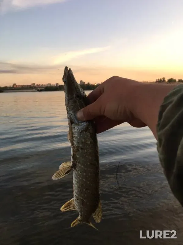 Pike — Tretiy Borkovskoy karyer, Sep 03, 2019