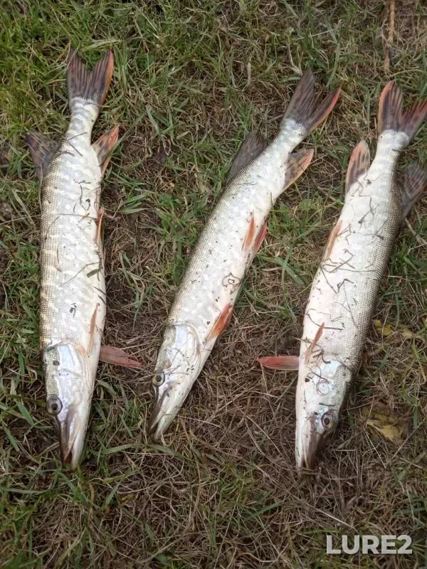 Pike — Irtysh, Oct 13, 2019