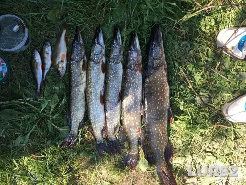 Perch, Pike — Oka, Sep 05, 2019