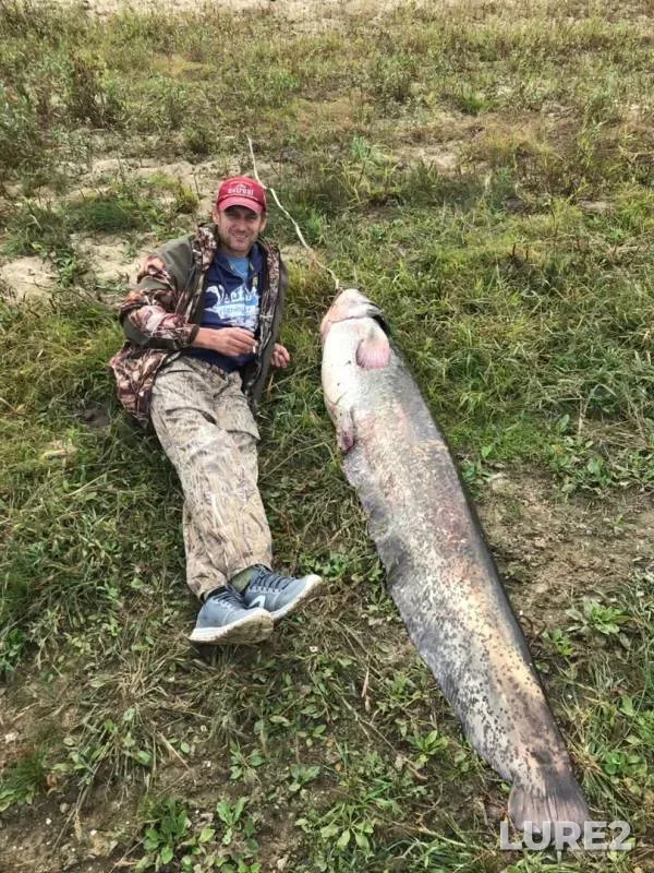 Wels catfish — Oka, Sep 08, 2019