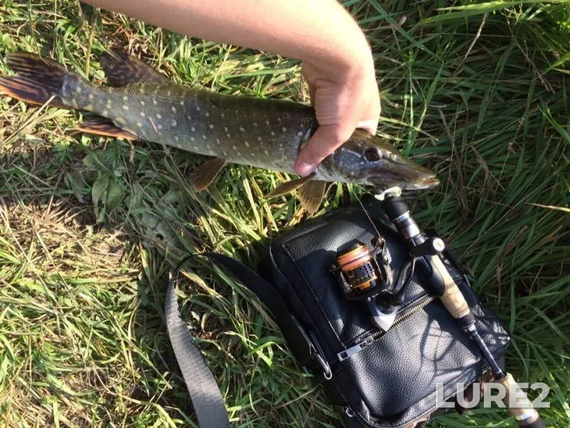 Pike — Ryazanskaya oblast, Sep 09, 2019