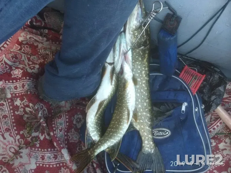 Pike — Ryazanskaya oblast, Mikhaylovskiy rayon, Sep 12, 2019