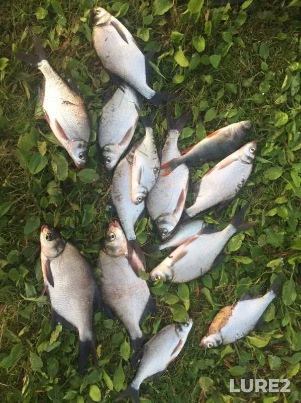 Bream, Perch — Kazarskoye, Sep 12, 2019