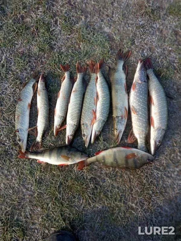 Perch, Pike — Irtysh, Oct 20, 2019
