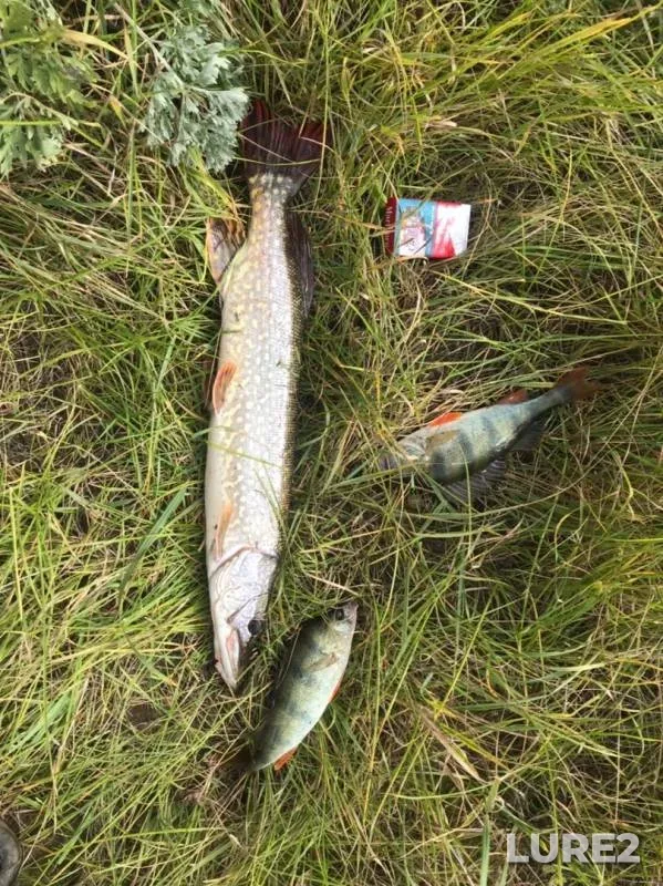 Perch, Pike — Oka, Sep 26, 2019