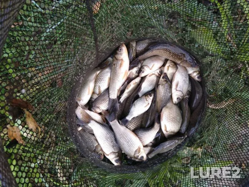 Crucian carp — Ryazanskaya oblast, Sep 28, 2019