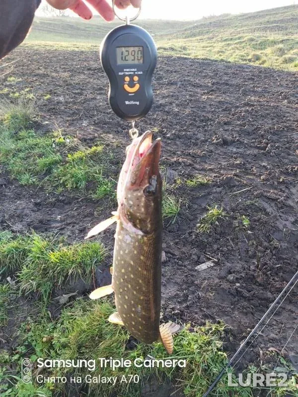 Pike — Kerd, Oct 03, 2019