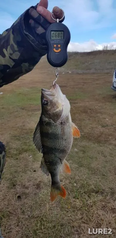 Perch — Oka, Oct 05, 2019