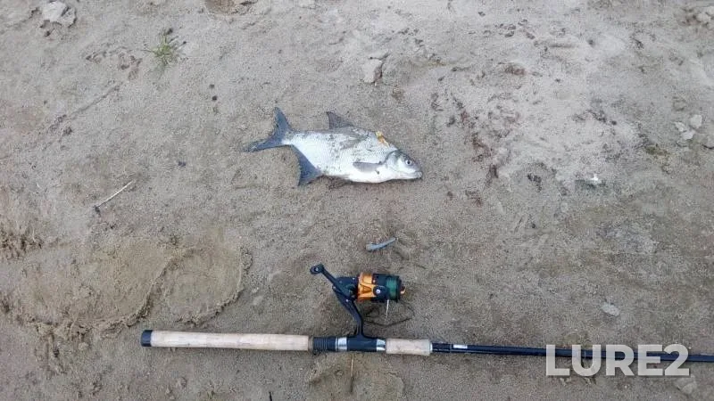 Bream — Oka, Oct 05, 2019