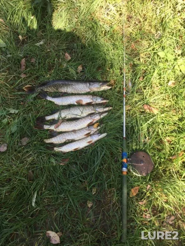 Pike — Ryazanskaya oblast, Mikhaylovskiy rayon, Oct 06, 2019