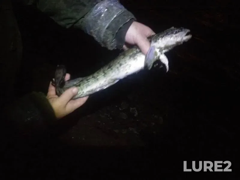 Burbot — Oka, Oct 12, 2019