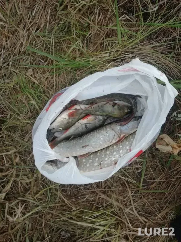 Perch, Pike — Dyadkovskiy zaton, Oct 18, 2019