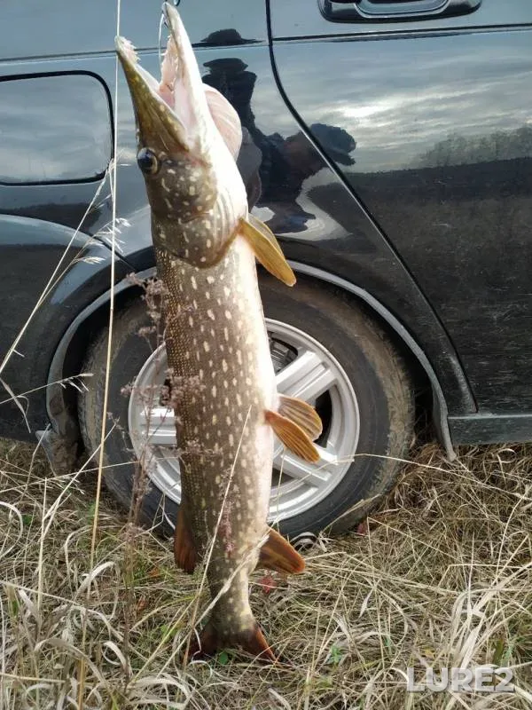Pike — Nagulnyy, Oct 19, 2019