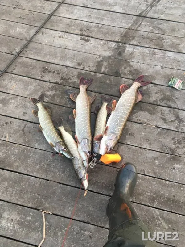 Pike — Luzhnoye, Oct 20, 2019