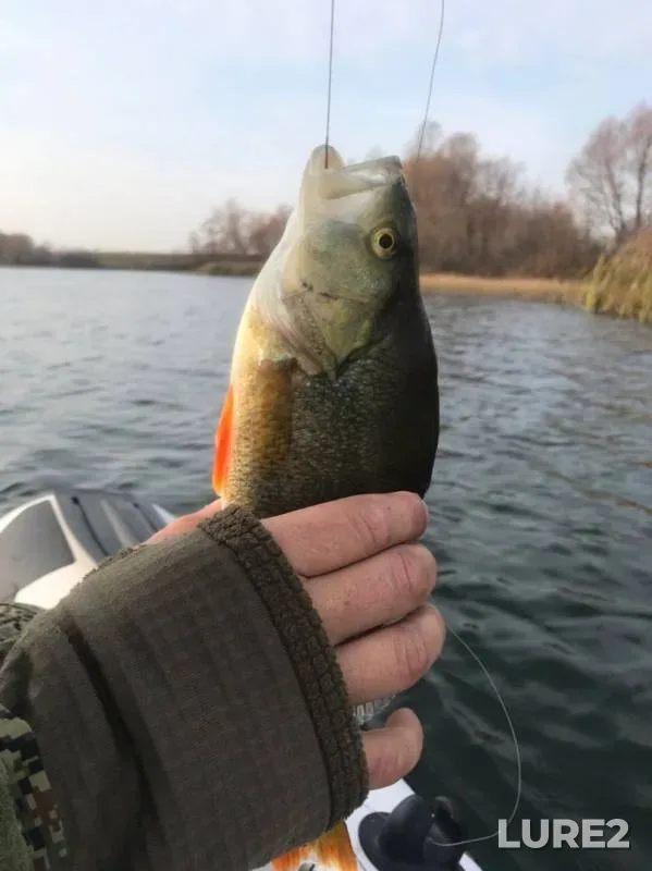 Perch — Reberka, Oct 20, 2019