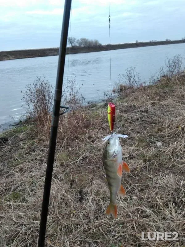 Perch — Oka, Oct 24, 2019