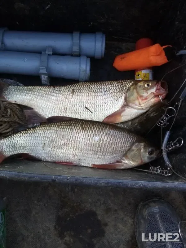 Ide, Pike — Irtysh, Aug 25, 2019