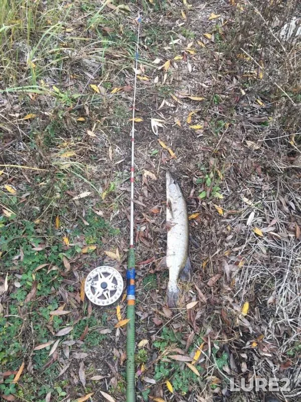 Pike — Ryazanskaya oblast, Mikhaylovskiy rayon, Oct 24, 2019