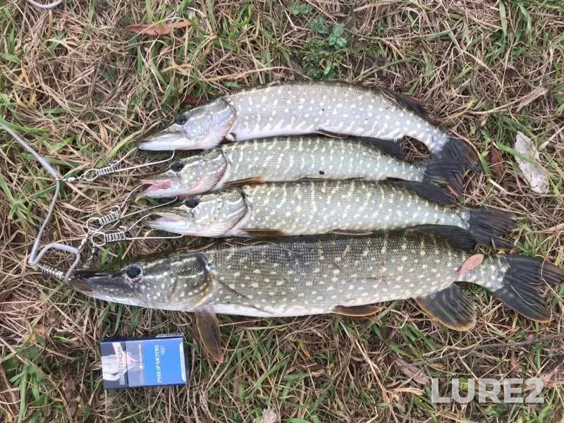 Pike — Reberka, Oct 26, 2019