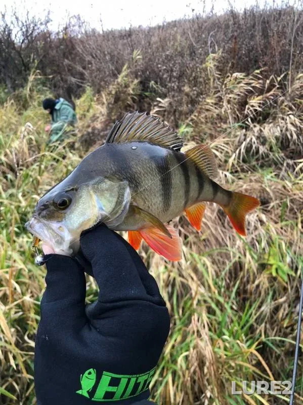 Perch, Pike — Vozha, Oct 30, 2019