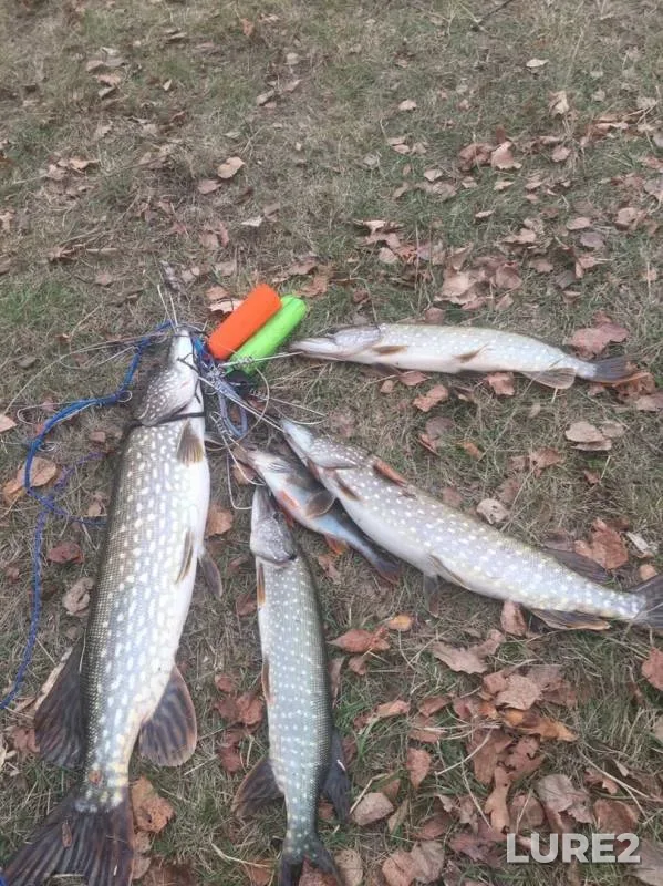 Perch, Pike — Oka, Nov 03, 2019