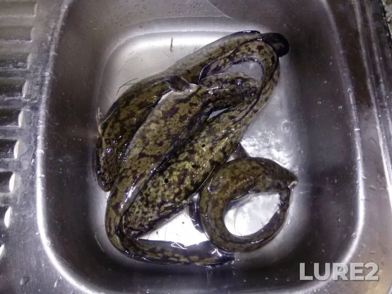 Burbot — Oka, Nov 05, 2019