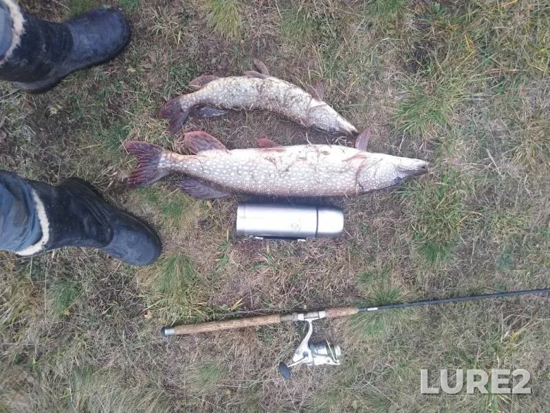 Pike — Ryazanskaya oblast, Nov 12, 2019