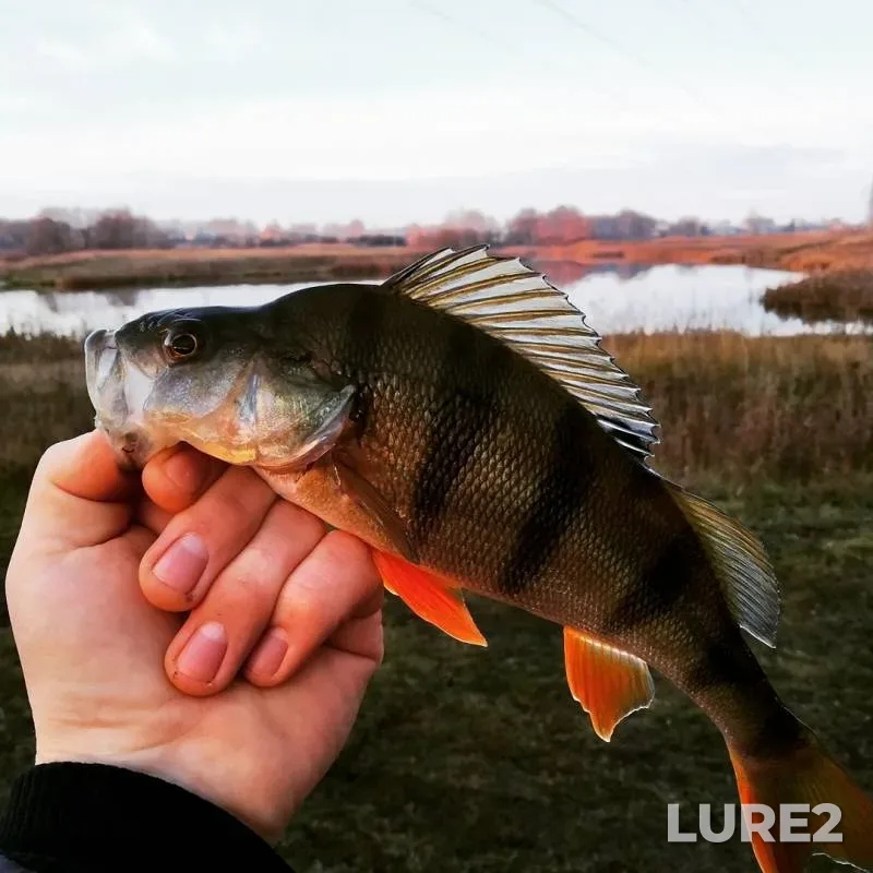 Perch — Listvyanka, Nov 13, 2019