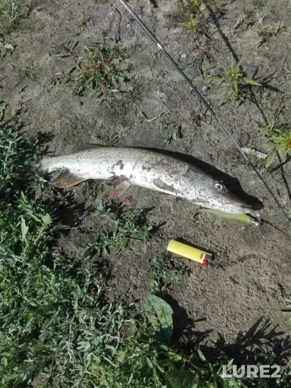 Pike — Yerek, Aug 24, 2019