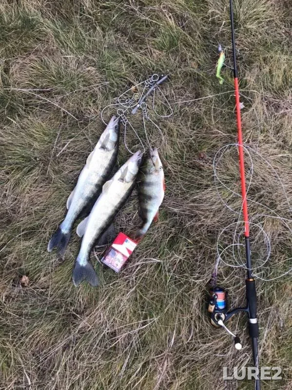 Perch, Zander — Oka, Nov 17, 2019