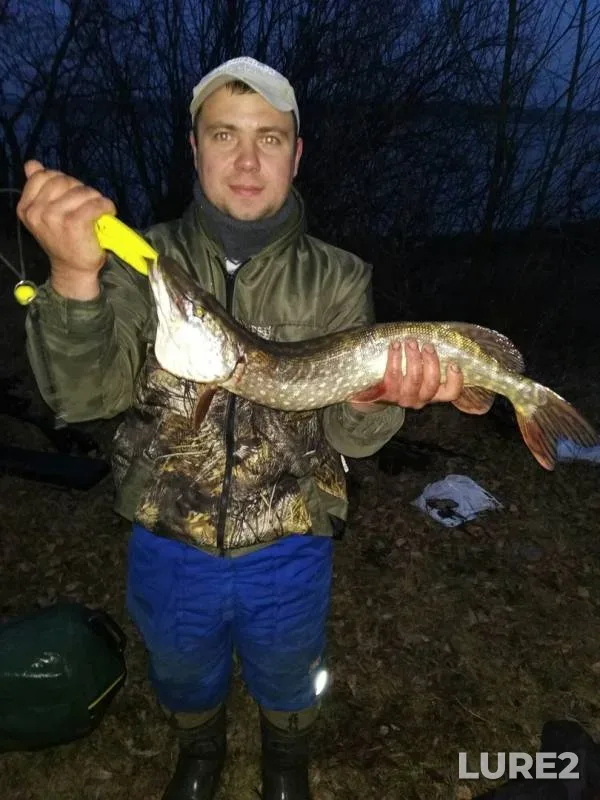 Burbot, Perch — Pronskoye, Nov 17, 2019